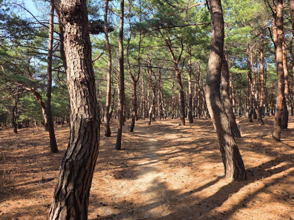 강릉우미린-소나무숲길